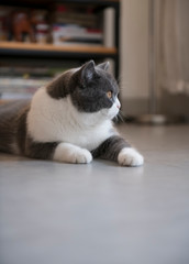 British short-haired cat lying on the ground