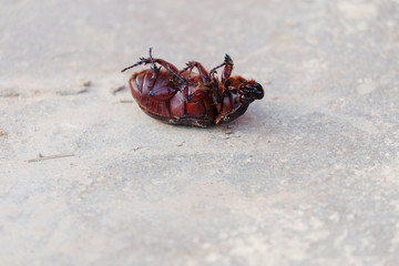 Beetle on the ground