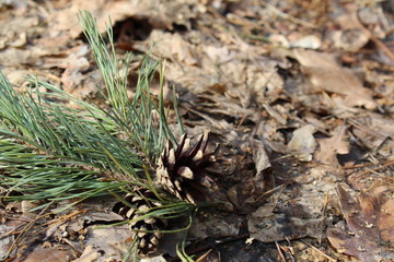  green pine branch with cones