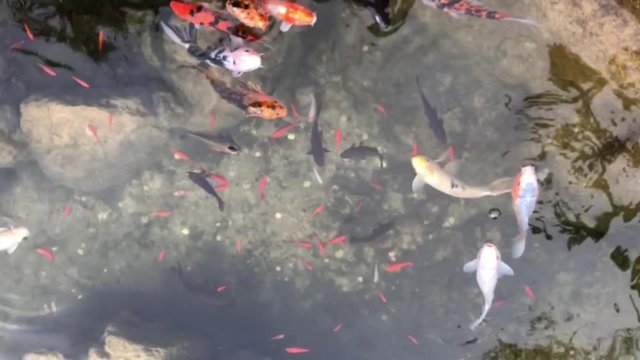 Koi, Kois im Teich