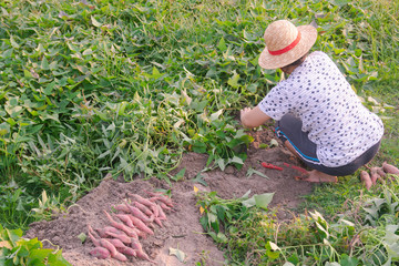 Gardener harvesting sweet potato In the garden