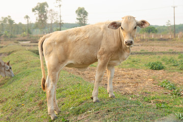 White cow on meadow