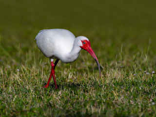 American White Ibis Foraging on the Grass