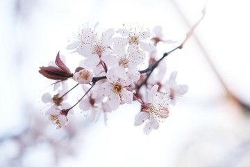 Obraz premium Cherry Blossom or Sakura flower on nature background.