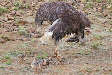 Stgrau&szlig;en Mutter mit Ihren Babies