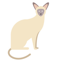 Siamese cat flat illustration on white