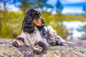 Pedigree dog. Long-eared dog. Russian cocker spaniel. Hunting spaniel.