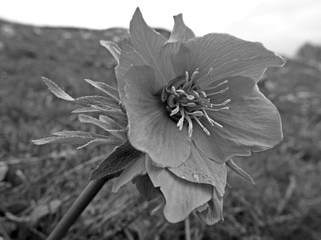 uno strano fiore visto da vicino in campagna, in bianco e nero