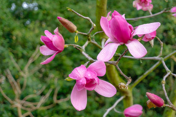 Fototapeta na wymiar Purpur-Magnolie (Magnolia liliiflora) blüht in voller Blüte im Licht der warmen Frühlingssonne. Pinke Magnolienblüten an Zweigen. Wunderschöne Magnolien im Frühling.