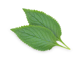 Green leaf isolated on white background