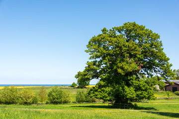 Fototapeta na wymiar Schleswig-Holsteinische Landschaften im Frühjahr mit Grün der Getreidefelder und Gelb der Rapsfelder