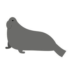 sea lion flat illustration on white