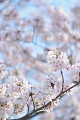Landscape White Cherry Blossoms in Sunshine