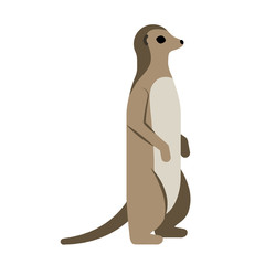 meerkat flat illustration on white