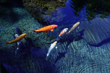 澄み切った池の中を優雅に泳ぐ鯉達