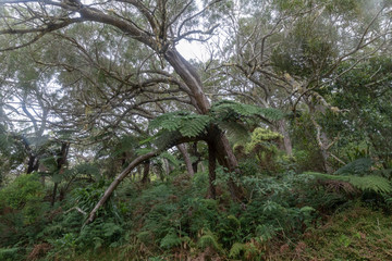 Forêt tropical à La Réunion dans l'Océan Indien