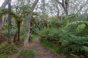 Forêt tropical à La Réunion dans l'Océan Indien