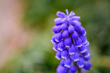 ムスカリの花