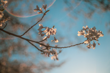 青空と桜と