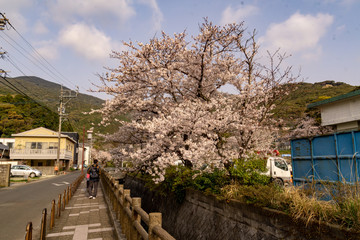 벚꽃,가족여행.일본,대마도,쓰시마