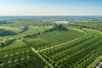 Fototapeta na wymiar Overview of China's Green Tea Gardens
