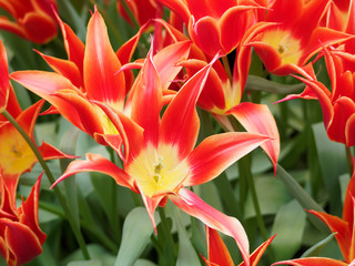 Red flowers close up. Beautiful red and yellow flowers. Many flowers.