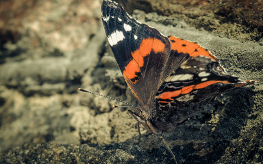 Butterfly on the rock