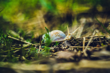 The little grape snail