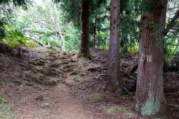 Forêt tropical à La Réunion dans l'Océan Indien
