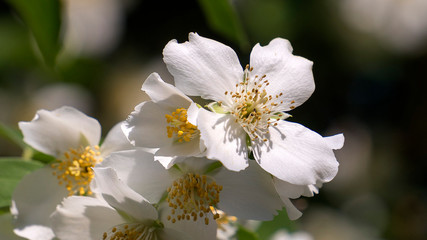 Plant in macro
