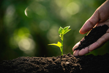Closeup hand of person holding abundance soil with young plant in hand   for agriculture or...
