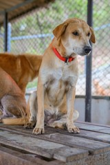 wet dog in the shelter
