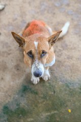 wet dog in the shelter