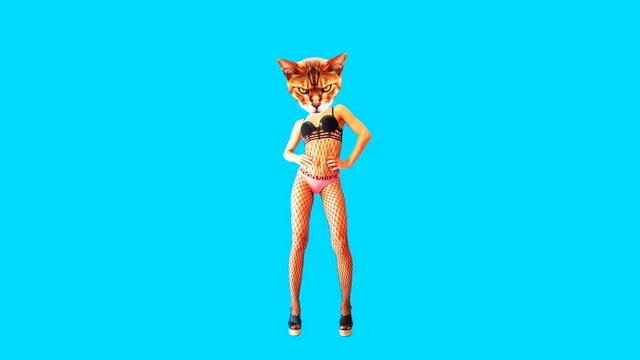 Gif animation art.ady Aggressive sexy kitty