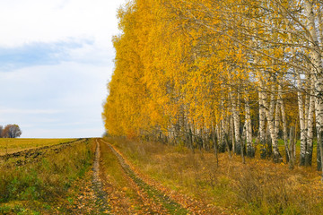 Naklejka premium birch trees in a row in the fall