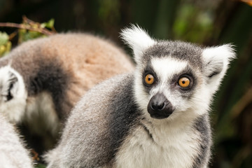 Funny lemur gazes into the distance, as if he saw something interesting, against a blurred background of other animals.