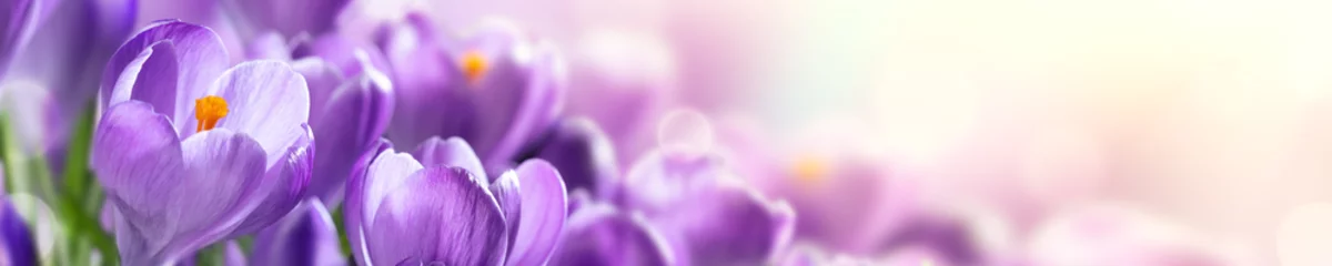 Tuinposter Bloeiende cluster van paarse krokussen met zonlicht - lente web header achtergrond banner © Philip Steury
