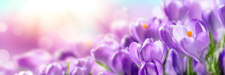 Zelfklevend Fotobehang Blooming Cluster Of Purple Crocuses With Sunlight - Springtime Background Banner  © Philip Steury