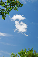 Obraz premium Cloud between green leaves of tree in summer