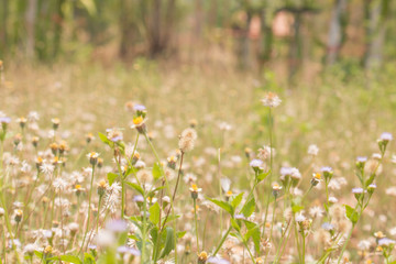Fototapeta premium Beautiful grass flowers in nature