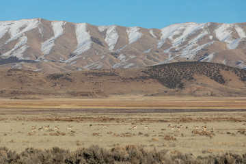 Pronghorn Antelope in Winter