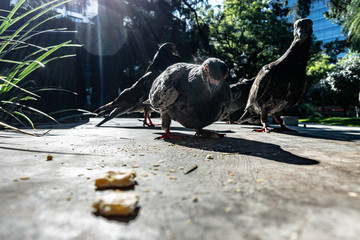 pigeons