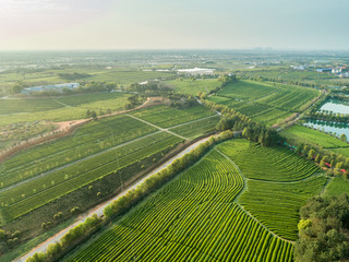 Overview of China's Green Tea Gardens