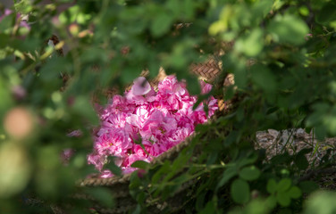 basket with rosepetals in rose bushes