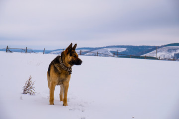 German shepherd in winter in the field