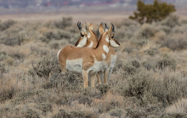 Pronghorn Antelope in Winter