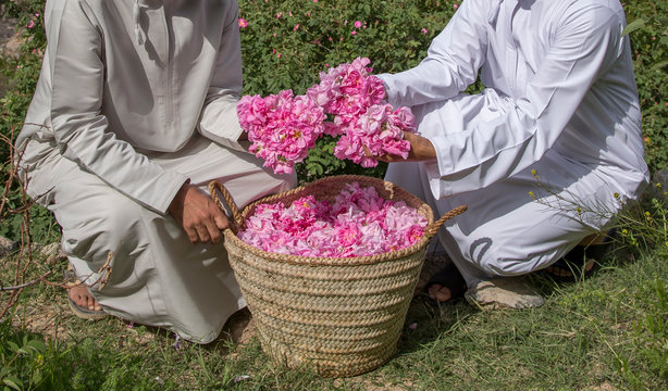 omani man with rose petals to make rose water that is used as traditional medicine; cosmetics; food ingredient in Oman