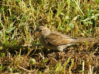 A female house sparrow or passer domesticus