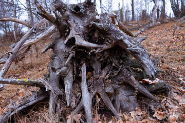 root of an old fallen tree