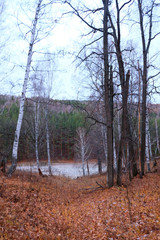 pine forest in late autumn